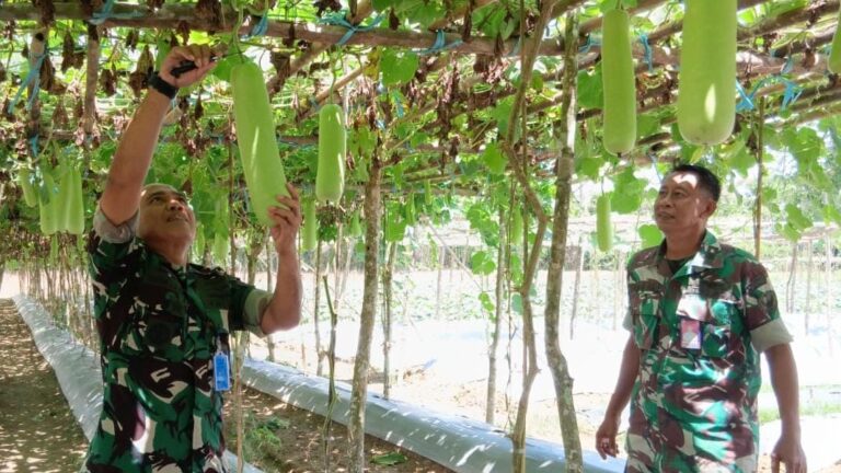 Lanud Haluoleo Gelar Panen Raya Labu Air Tahap Kedua, Wujudkan Ketahanan Pangan di Konawe Selatan