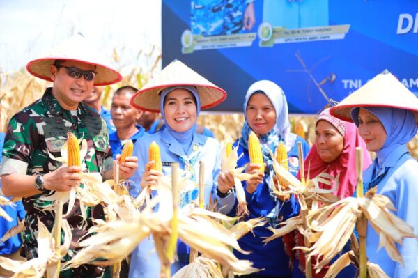 KASAU Panen Raya Jagung di Lanud Sutan Sjahrir, Hasilkan 32 Ton dari Lahan 8 Hektar