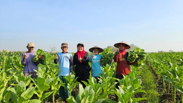 Pendapatan APBD dari DBHCHT Tembus 77,2 Miliar, Ketua Fraksi PDIP Lamongan Serap Aspirasi Petani Tembakau