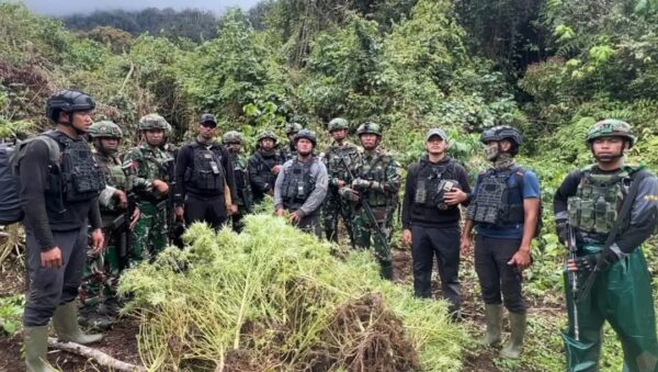 Satgas Gabungan Pamtas RI-PNG Ungkap Empat Kebun Ganja di Pegunungan Bintang, Papua