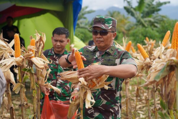 Panen Raya Jagung Satukan Langkah: Kodam Kasuari, Polda dan Pemerintah Papua Barat Kompak Dukung Swasembada Pangan 2025