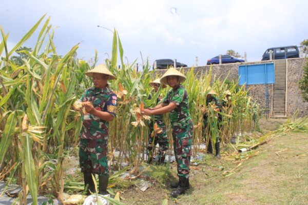 Lanud Adisutjipto Panen 2,5 Ton Jagung, Perkuat Program Ketahanan Pangan Nasional