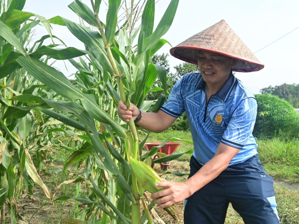 Kebun Mustang Lanud RSN Hasilkan 1,5 Ton Jagung Manis