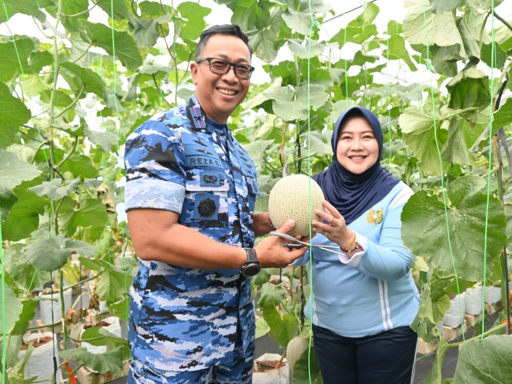 Panen Melon Hidroponik, Lanud Abd Saleh Wujudkan Kemandirian Pangan dan Dukungan Gizi Keluarga