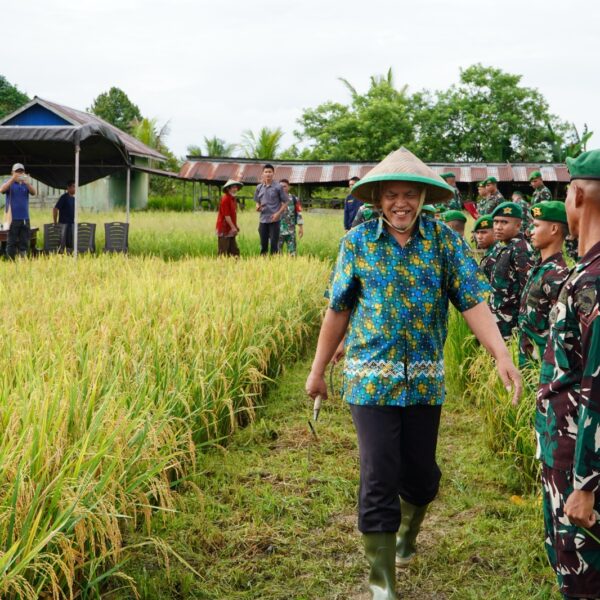 Yonif TP 806/SI Bersama Forkopimda Kab. Sorong Laksanakan Panen Padi – Sinergi TNI dan Pemda, Perkuat Ketahanan serta Kemandirian Pangan