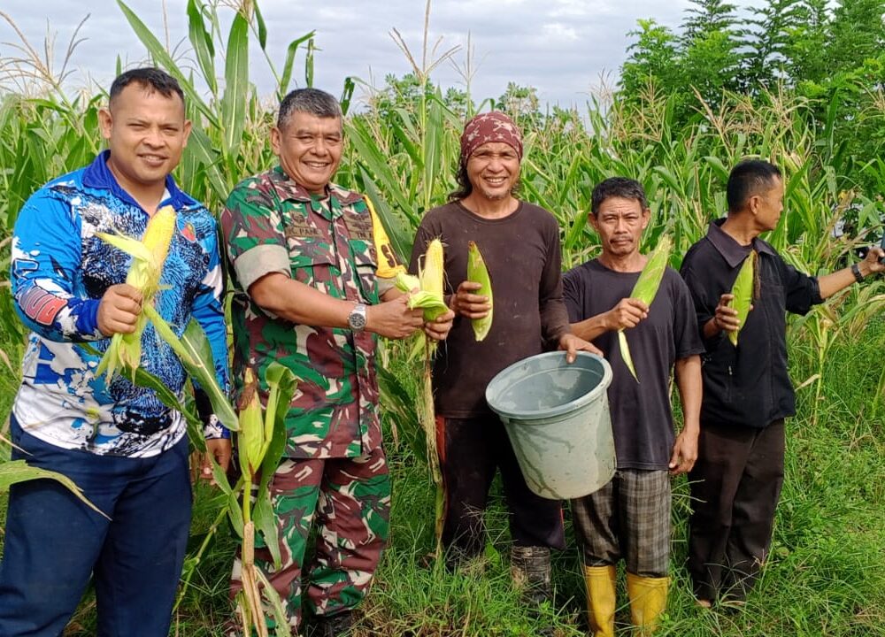 Lanud Haluoleo Panen Jagung Manis Dukung Ketahanan Pangan Berkelanjutan