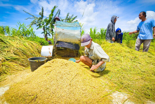 Mentan Amran: “Produksi dan Stok Pangan Nasional Tetap Aman di Tengah Dinamika Cuaca”