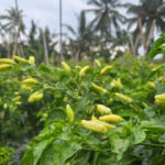 Produksi Cabai Jabar Surplus, Pasokan Aman Jelang Ramadhan-Idul Fitri 2026 Produksi Cabai Jabar Surplus, Pasokan Aman Jelang Ramadhan-Idul Fitri 2026