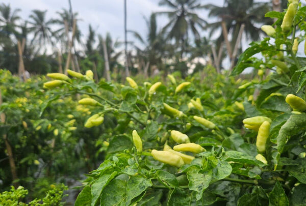 Produksi Cabai Jabar Surplus, Pasokan Aman Jelang Ramadhan-Idul Fitri 2026