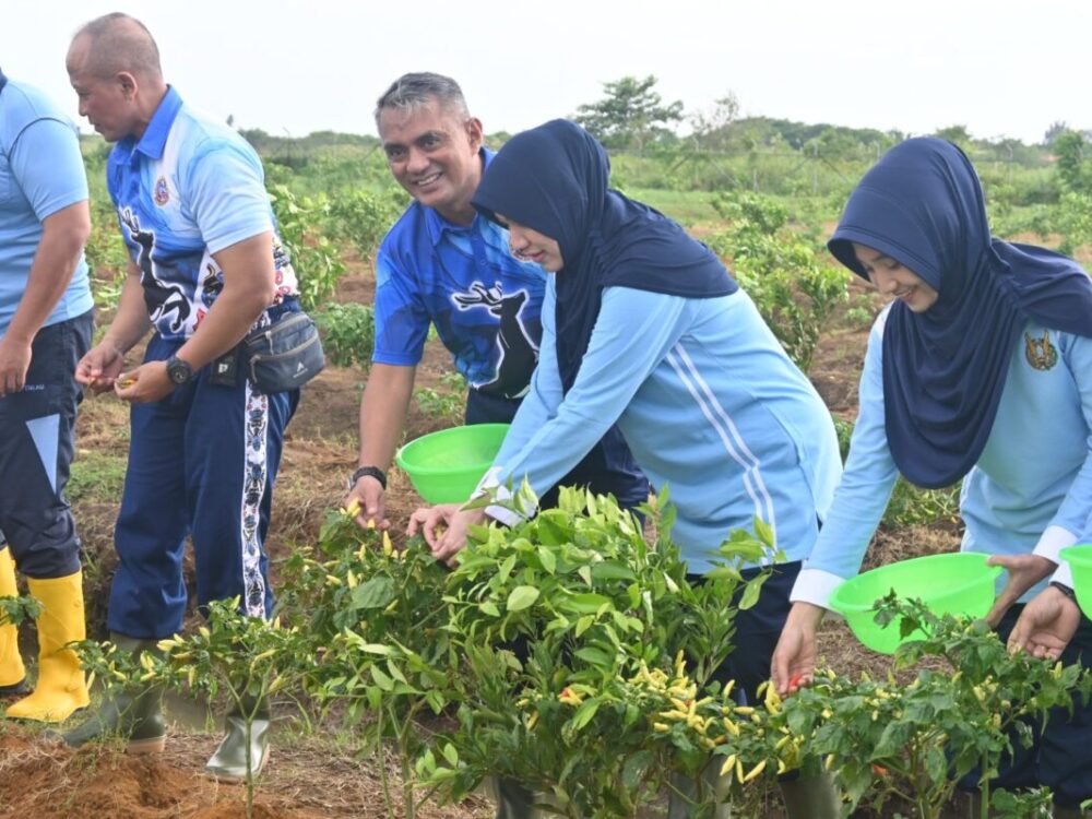 Wujud Komitmen Ketahanan Pangan Nasional, Lanud J.A. Dimara Laksanakan Panen Raya Tanaman Hortikultura
