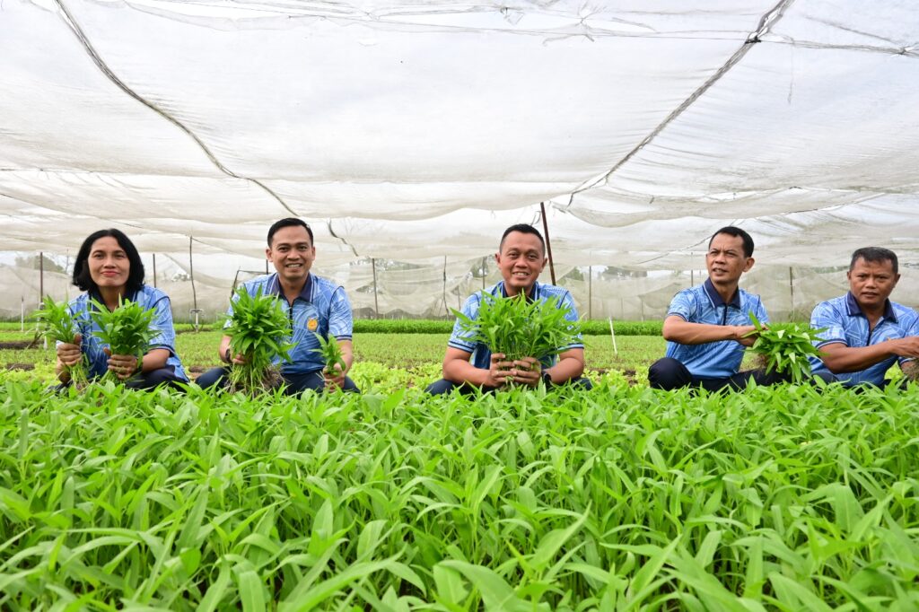 Dukung Ketahanan Pangan Nasional, Lanud RSN Panen Raya Sayuran di Kebun Mustang
