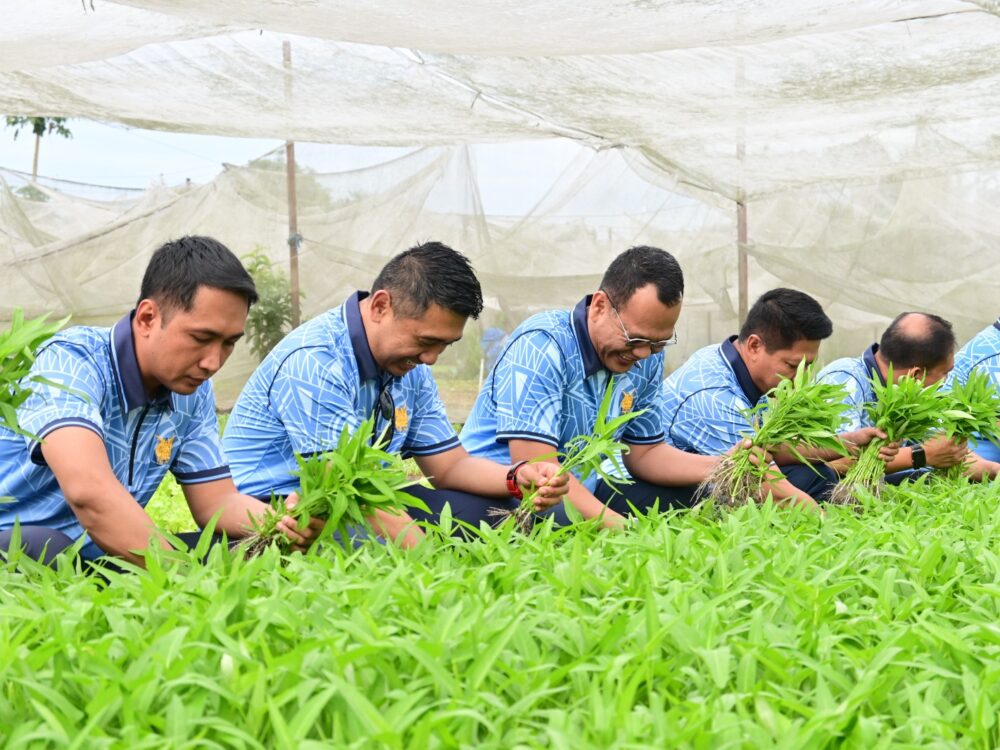 Dukung Ketahanan Pangan Nasional, Lanud RSN Panen Raya Sayuran di Kebun Mustang