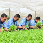 Dukung Ketahanan Pangan Nasional, Lanud RSN Panen Raya Sayuran di Kebun Mustang