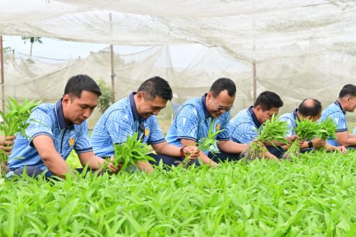 Dukung Ketahanan Pangan Nasional, Lanud RSN Panen Raya Sayuran di Kebun Mustang