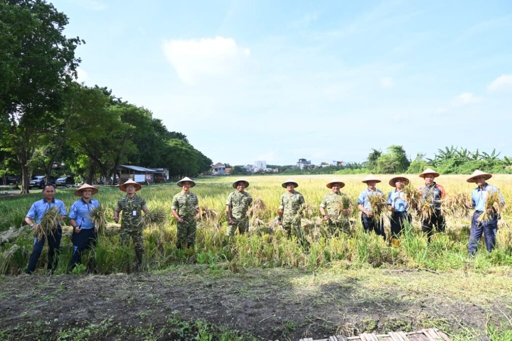 Dukung Ketahanan Pangan Nasional, Peleton Pertanian Lanud Muljono Sukses Panen Raya Padi Varietas 32