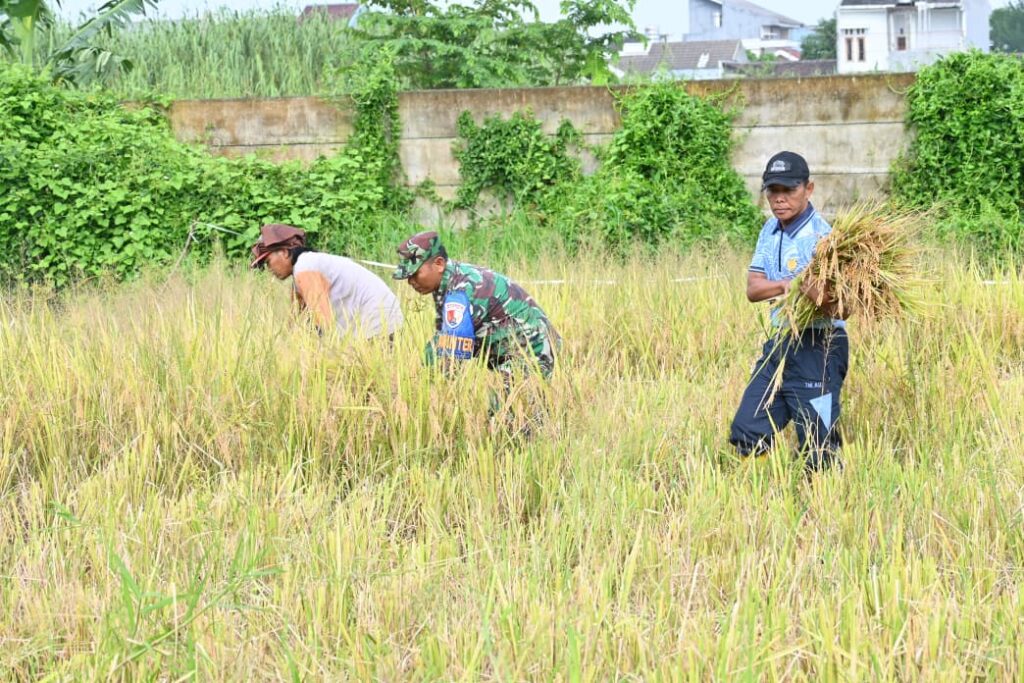 Dukung Ketahanan Pangan Nasional, Peleton Pertanian Lanud Muljono Sukses Panen Raya Padi Varietas 32