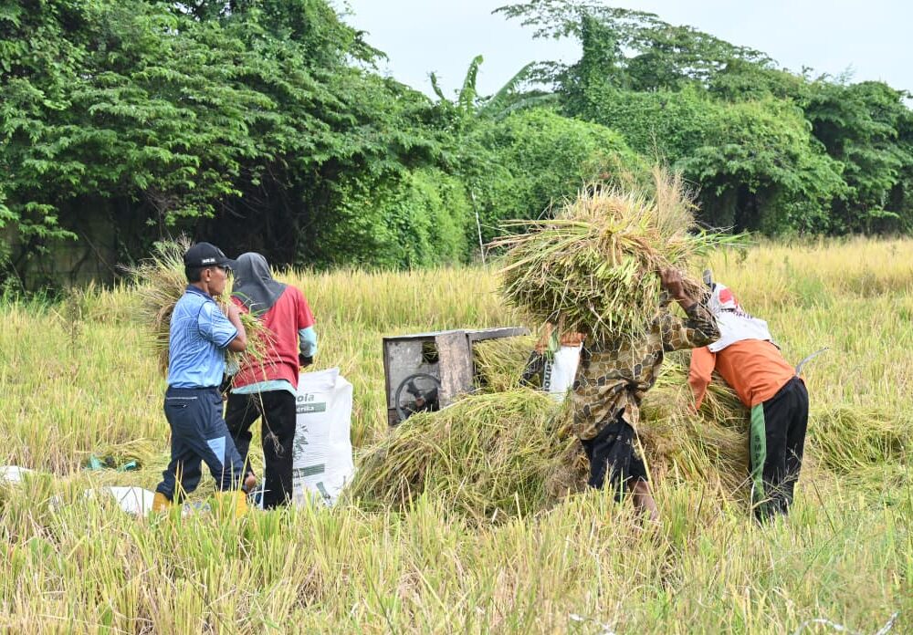 Dukung Ketahanan Pangan Nasional, Peleton Pertanian Lanud Muljono Sukses Panen Raya Padi Varietas 32