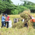 Dukung Ketahanan Pangan Nasional, Peleton Pertanian Lanud Muljono Sukses Panen Raya Padi Varietas 32
