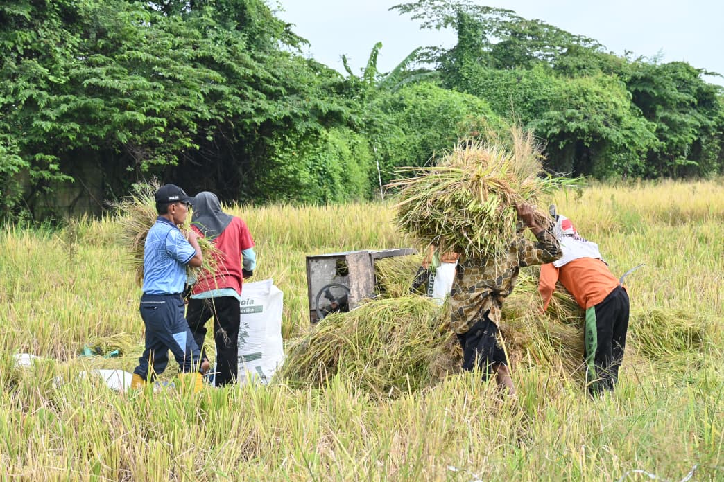 Dukung Ketahanan Pangan Nasional, Peleton Pertanian Lanud Muljono Sukses Panen Raya Padi Varietas 32