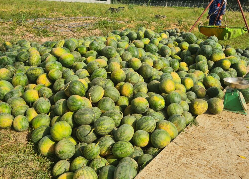Dukung Ketahanan Pangan, Lanud SMH Panen 15 Ton Semangka Unggulan
