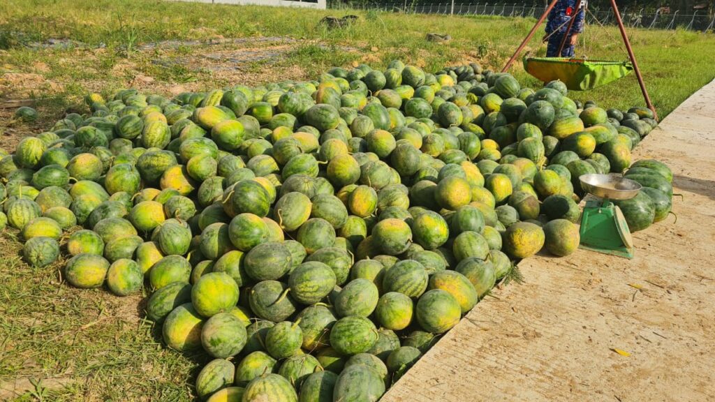 Dukung Ketahanan Pangan, Lanud SMH Panen 15 Ton Semangka Unggulan