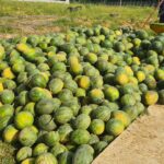 Dukung Ketahanan Pangan, Lanud SMH Panen 15 Ton Semangka Unggulan