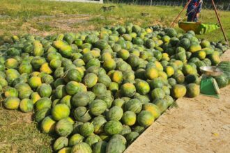 Dukung Ketahanan Pangan, Lanud SMH Panen 15 Ton Semangka Unggulan