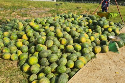 Dukung Ketahanan Pangan, Lanud SMH Panen 15 Ton Semangka Unggulan