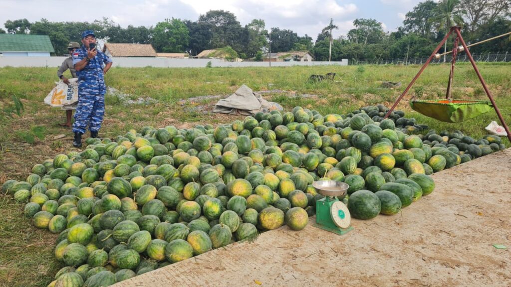 Dukung Ketahanan Pangan, Lanud SMH Panen 15 Ton Semangka Unggulan