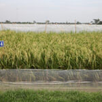 Kementan Dorong Pemanfaatan Varietas Padi Adaptif Hadapi Kemarau