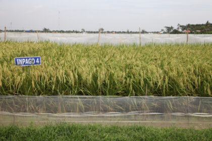 Kementan Dorong Pemanfaatan Varietas Padi Adaptif Hadapi Kemarau