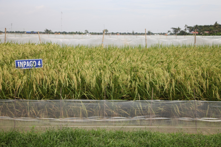 Kementan Dorong Pemanfaatan Varietas Padi Adaptif Hadapi Kemarau