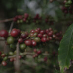 Tingkatkan Nilai Tambah, Kementan Percepat Hilirisasi Tujuh Komoditas Perkebunan Strategis