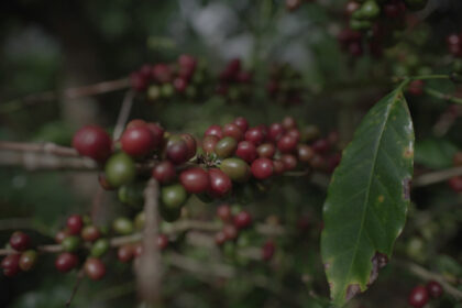 Tingkatkan Nilai Tambah, Kementan Percepat Hilirisasi Tujuh Komoditas Perkebunan Strategis
