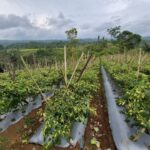 Pasokan dan Harga Cabai Terkendali, Masyarakat Apresiasi Langkah Konkret Kementan