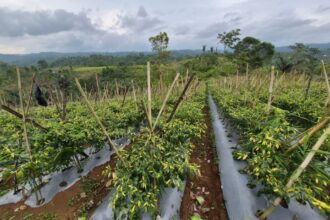 Pasokan dan Harga Cabai Terkendali, Masyarakat Apresiasi Langkah Konkret Kementan Pasokan dan Harga Cabai Terkendali, Masyarakat Apresiasi Langkah Konkret Kementan