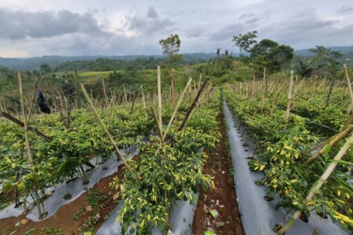 Pasokan dan Harga Cabai Terkendali, Masyarakat Apresiasi Langkah Konkret Kementan Pasokan dan Harga Cabai Terkendali, Masyarakat Apresiasi Langkah Konkret Kementan
