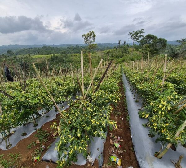 Pasokan dan Harga Cabai Terkendali, Masyarakat Apresiasi Langkah Konkret Kementan
