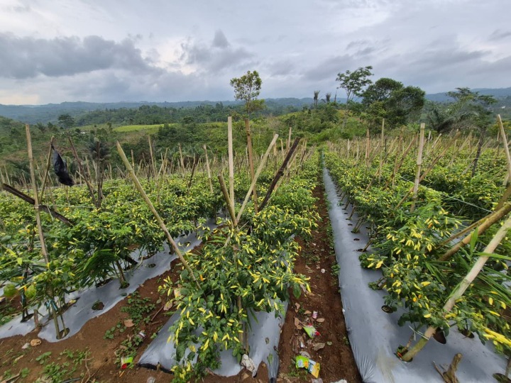 Pasokan dan Harga Cabai Terkendali, Masyarakat Apresiasi Langkah Konkret Kementan