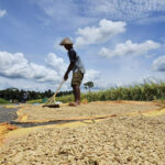 Ancaman Kelaparan Global Meningkat, Indonesia Justru Catat Surplus Beras, Mentan Ungkap Ancaman Kelaparan Global Meningkat, Indonesia Justru Catat Surplus Beras, Mentan Ungkap