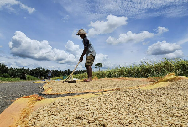 Ancaman Kelaparan Global Meningkat, Indonesia Justru Catat Surplus Beras, Mentan Ungkap