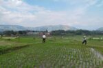 Hadapi Kemarau 2026, Kementan Perkuat Antisipasi Jaga Produksi Padi di Jawa Barat