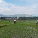 Hadapi Kemarau 2026, Kementan Perkuat Antisipasi Jaga Produksi Padi di Jawa Barat Hadapi Kemarau 2026, Kementan Perkuat Antisipasi Jaga Produksi Padi di Jawa Barat