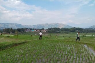 Hadapi Kemarau 2026, Kementan Perkuat Antisipasi Jaga Produksi Padi di Jawa Barat Hadapi Kemarau 2026, Kementan Perkuat Antisipasi Jaga Produksi Padi di Jawa Barat