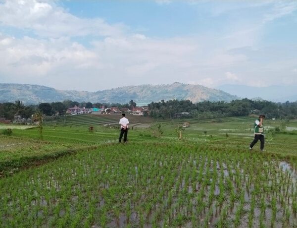 Hadapi Kemarau 2026, Kementan Perkuat Antisipasi Jaga Produksi Padi di Jawa Barat
