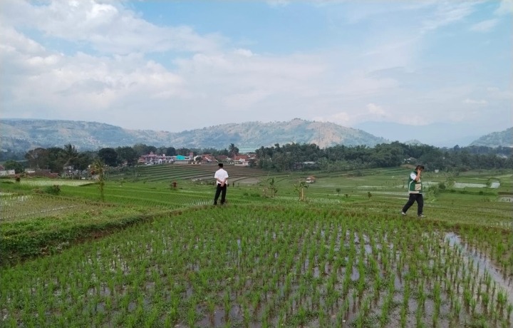 Hadapi Kemarau 2026, Kementan Perkuat Antisipasi Jaga Produksi Padi di Jawa Barat