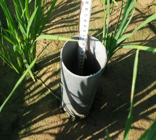 Hemat Air hingga 20%, Kementan Dorong Pengelolaan Air Sawah Hadapi Kemarau