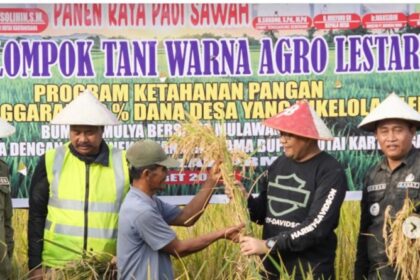 Panen Raya Padi Meluas, Stok Pangan Nasional Dipastikan Aman oleh Kementan Panen Raya Padi Meluas, Stok Pangan Nasional Dipastikan Aman oleh Kementan