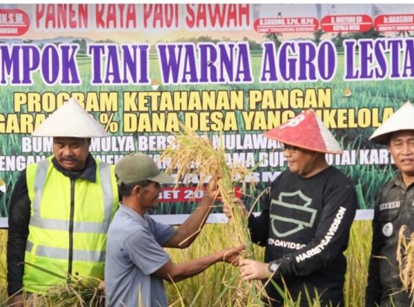 Panen Raya Padi Meluas, Stok Pangan Nasional Dipastikan Aman oleh Kementan