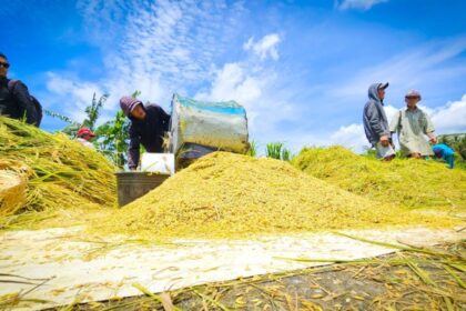 Rekor Baru! Stok Beras Nasional Tembus 4,3 Juta Ton, Tertinggi Sepanjang Sejarah